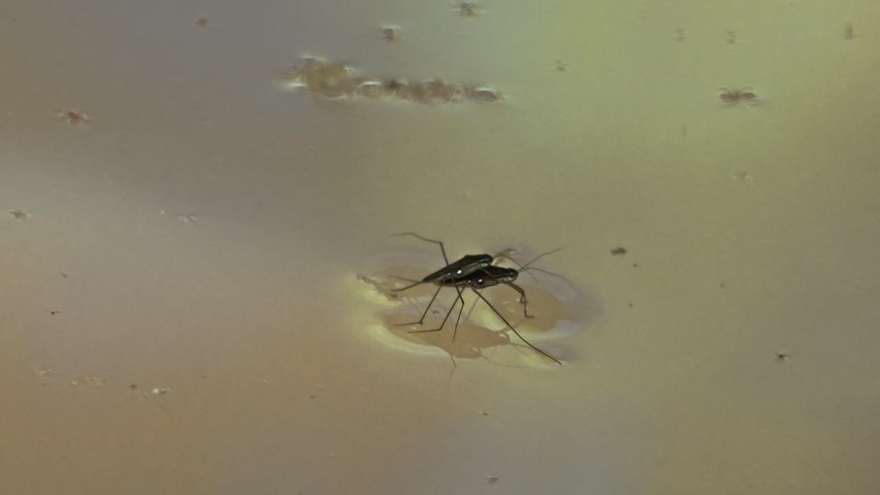 Medium shot of garridae moving in the water during the day in Tambopata, Madre de Dios Region, Peru, in the peruvian amazon