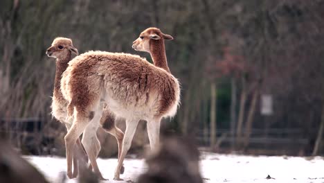 two vicuna playing with each other in the snow