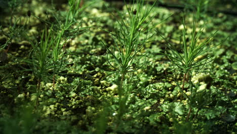 small seedlings of pines planted in rows. fir tree nursery. young pines growing