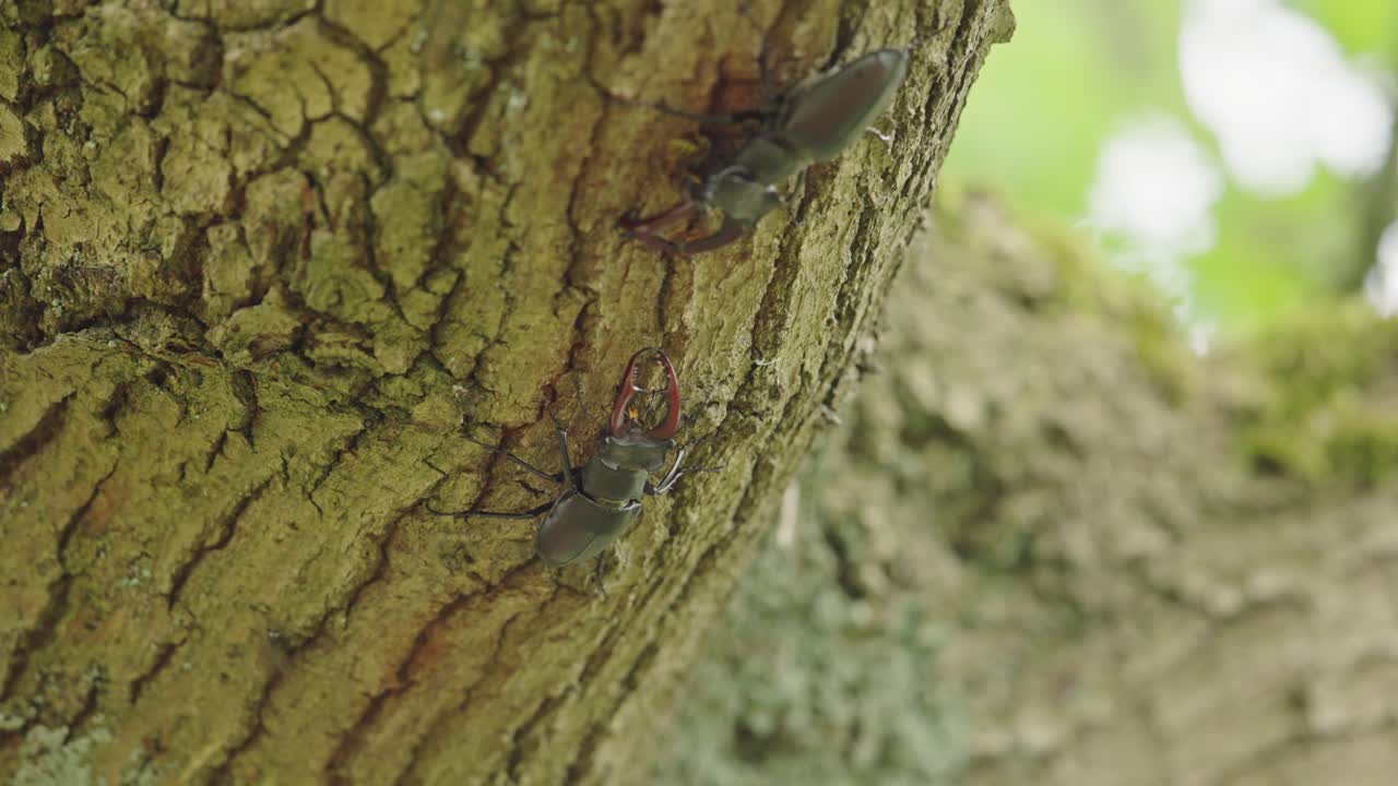 Stag Beetles on a Tree Trunk