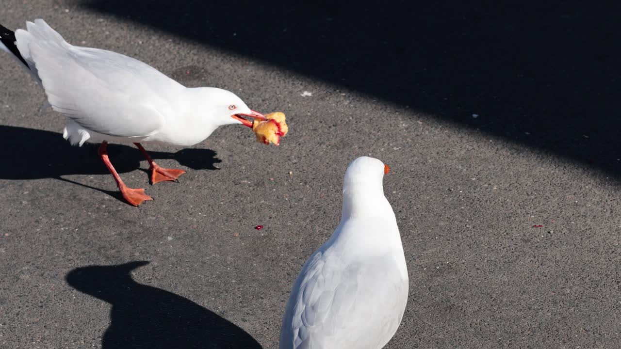 바다표범이 상호작용하고 음식 꺼기를 먹습니다.