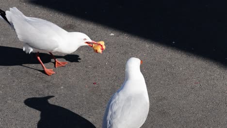 gaviotas que interactúan y se alimentan de restos de comida