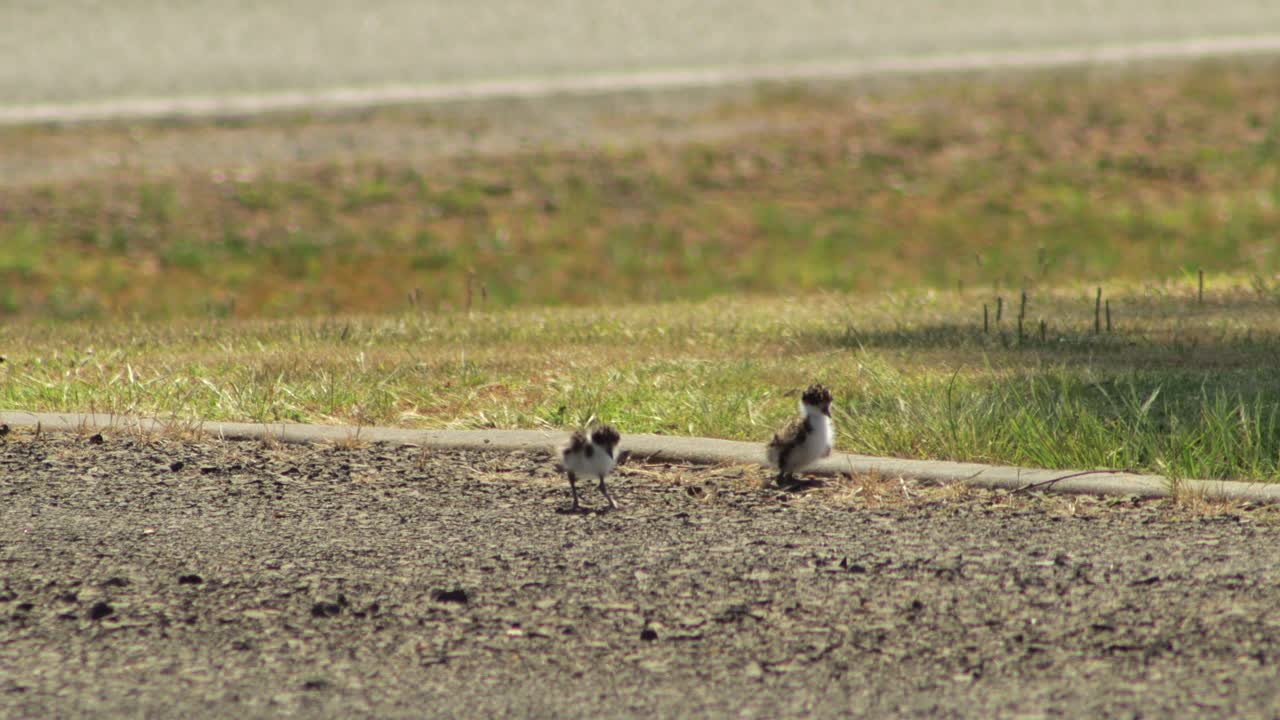 두 개의 아기 가면 lapwing plover 새가 주차로를  ⁇ 고 청소 grooming 자신을