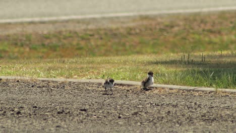 Two-Baby-Masked-Lapwing-Plover-Birds-Walking-On-Driveway-And-Cleaning-Grooming-Themselves