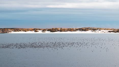 Enorme-Bandada-De-Pájaros-Volando-Sobre-El-Agua-Frente-A-Las-Dunas-De-Hierba