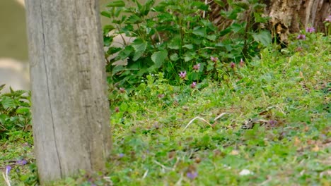 capuchin monkey jumping up a tree and hiding from frame slowmotion, closeup