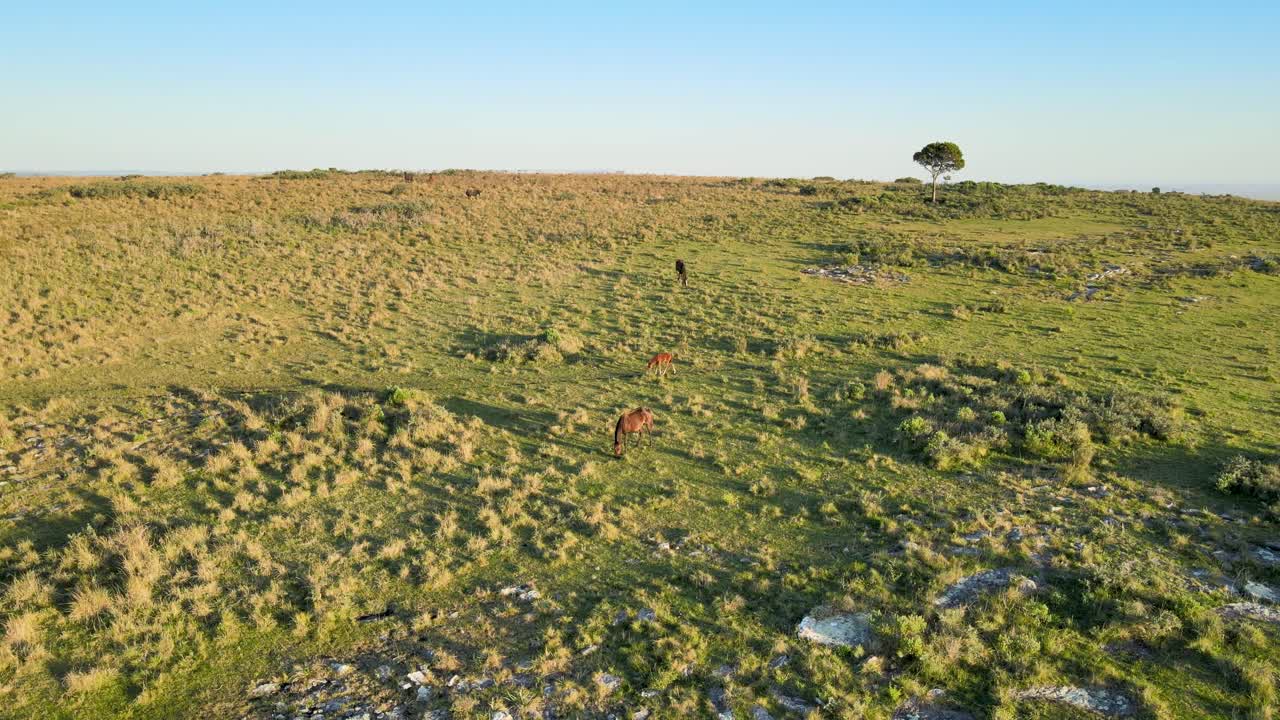 una manada de caballos y un potro pastando libremente, tiro de seguimiento lateral aéreo