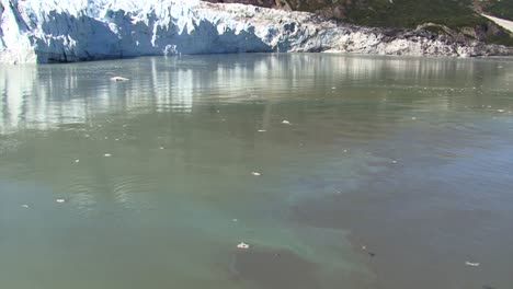 seagulls flying around margerie glacier searching for food