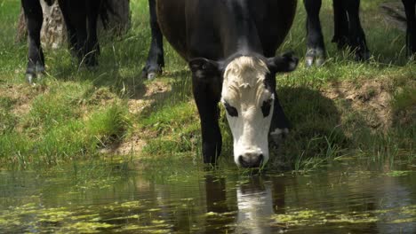 a close up shot of black and white cattle drinking from a farm dam