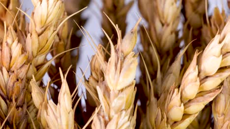 Macro-shot-of-wheat-ears-rotating.-White-background