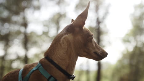 Proud-confident-puppy-hound-dog-on-shoulder-leash-at-the-woods