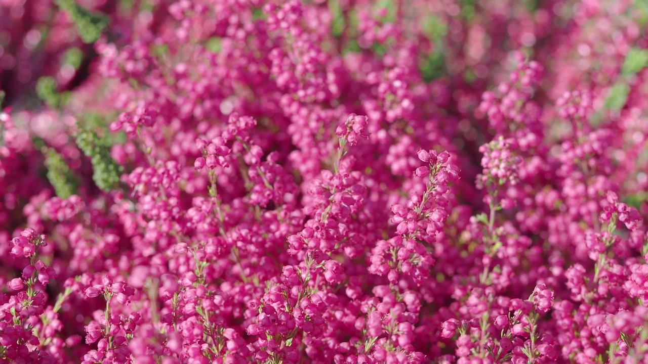 Close-up of Beautiful Pink Heather Flowers in Bloom