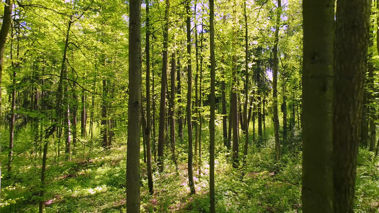 Volare tra gli alberi nella foresta primaverile