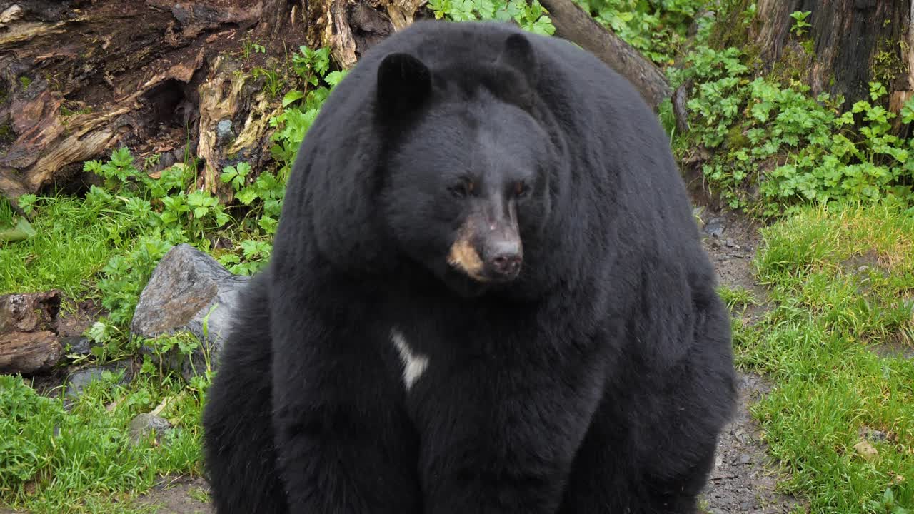 Orso nero americano seduto