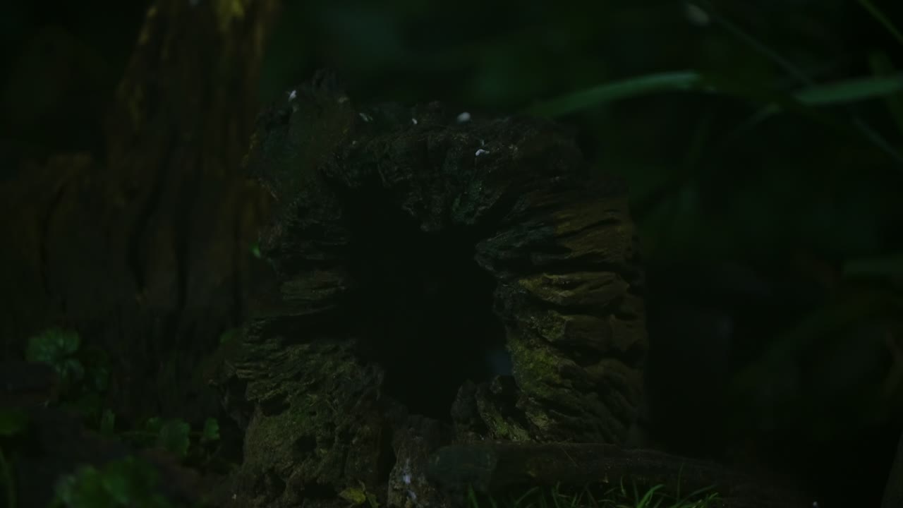 A beech marten sniffing moss on a fallen log at night in the forest of Drenthe