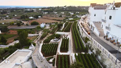 aerial landscape view of locorotondo village houses and terrace vineyard, traditional italian hilltop town, at sunset