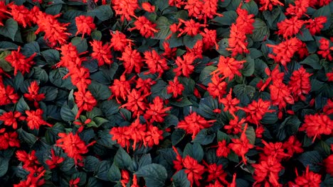 el cambio de color de los patrones de flores en colores brillantes.