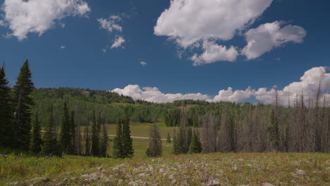 Rocks-Strewn-Across-the-Ground-of-a-Coniferous-Forest---Timelapse