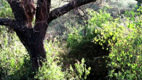 leona salvaje bajando de un árbol