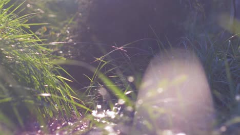 slow-motion-shot-of-a-forest-with-flies-and-flares