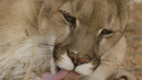 close up of a mountain lioness licking her paws and looking up