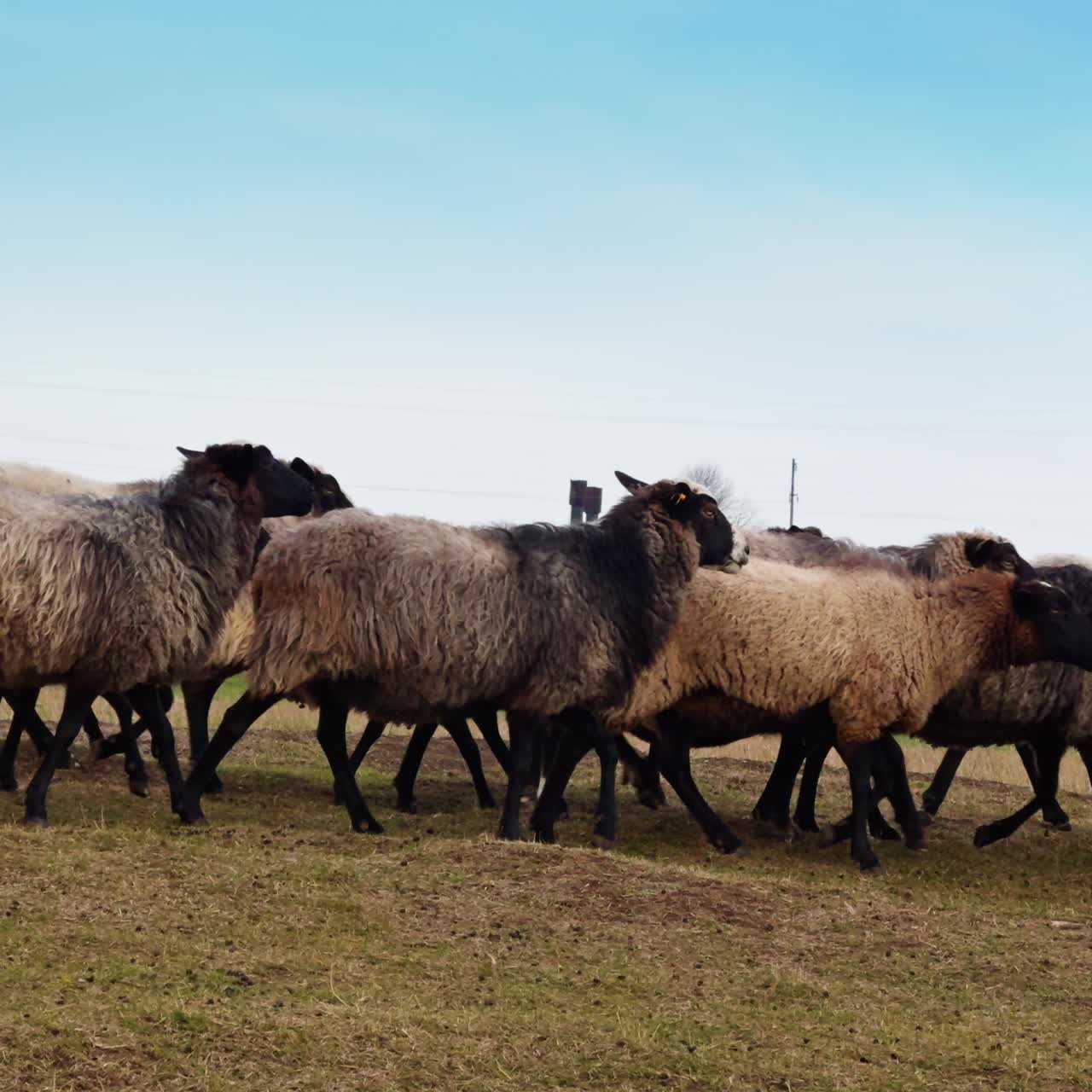 Gregge di pecore al pascolo nel prato durante il giorno. Bestiame diretto al pascolo