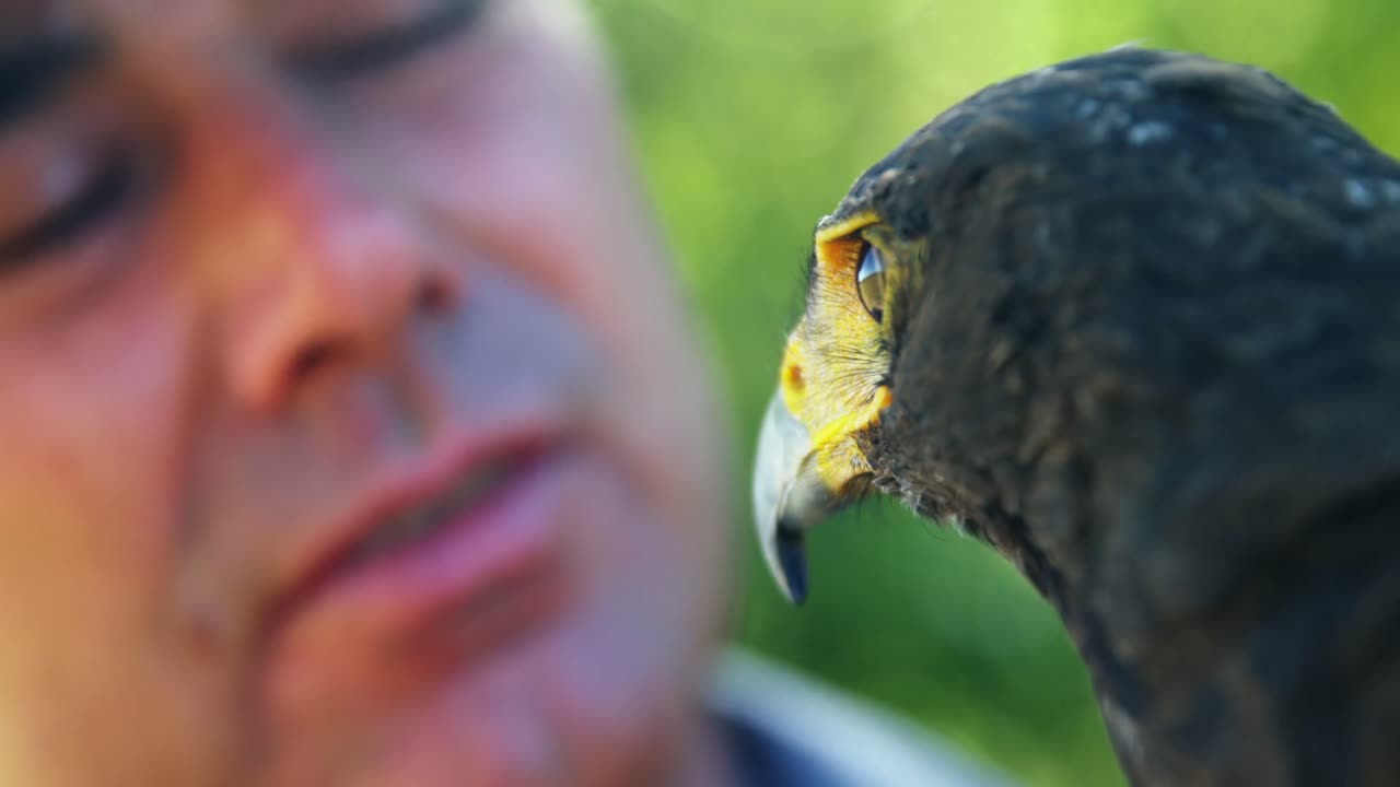 Mężczyzna patrzący na sokoła