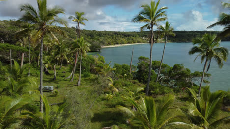 aerial view going forward through palm trees, on lifou island - push in, drone shot