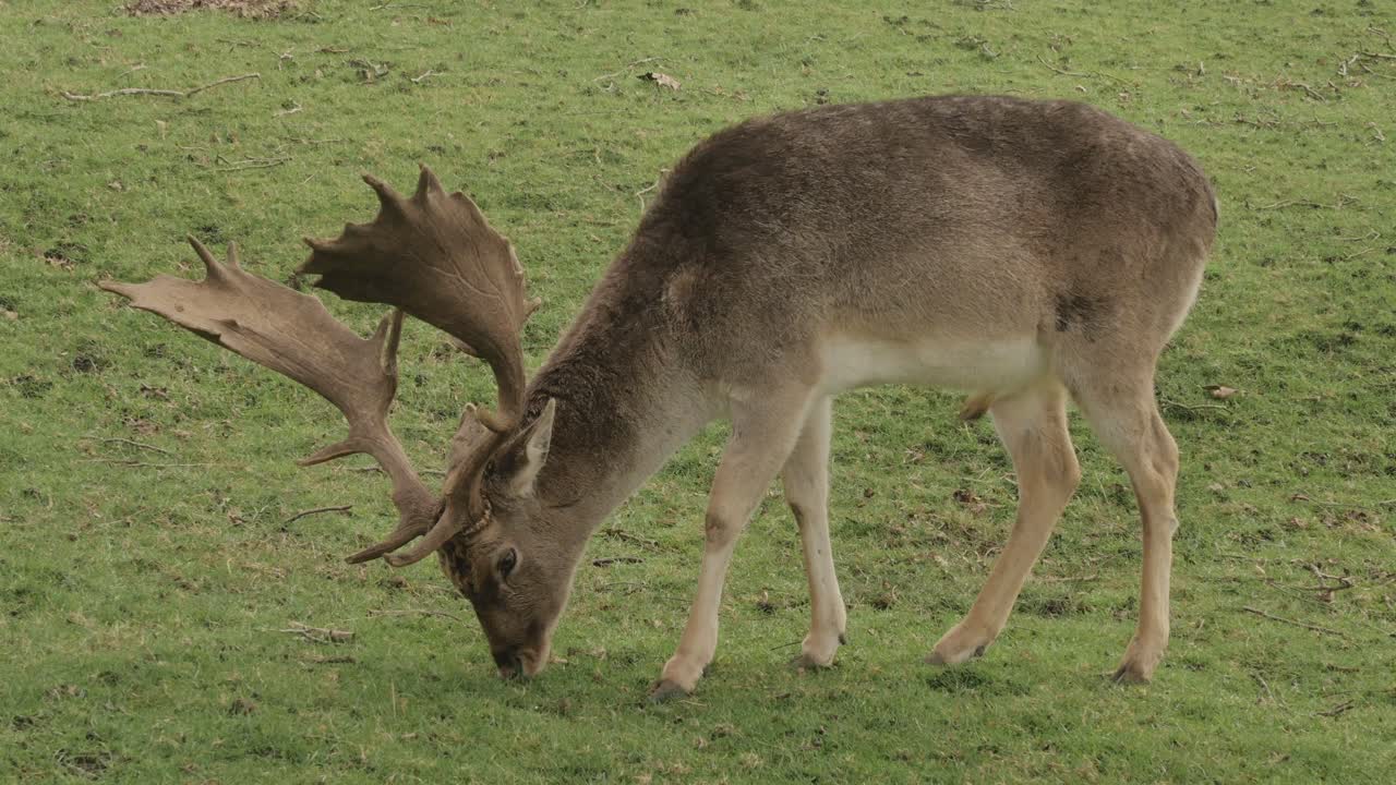 Deer Graze And Eat Grass. 4K Footage