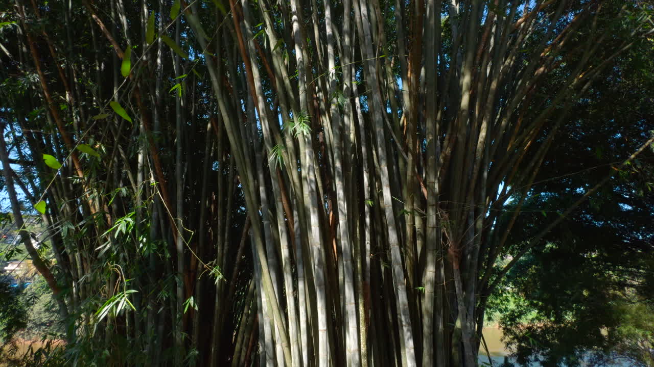 울창 한 대나무 숲