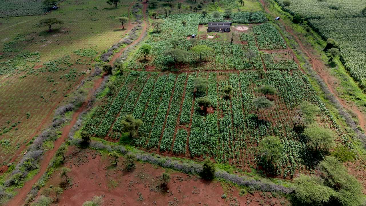 녹색 케냐 농장, 가난한 정착촌 아프리카 공중 농경 농장