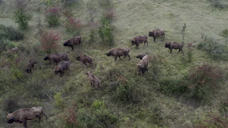 European-bison-bonasus-herd-strolling-in-a-bushy-field,Czechia