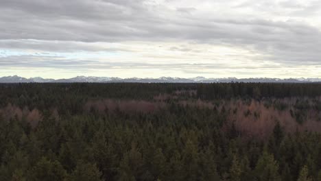 flying over conifer treetops in mountain range under clouds - moody 4k