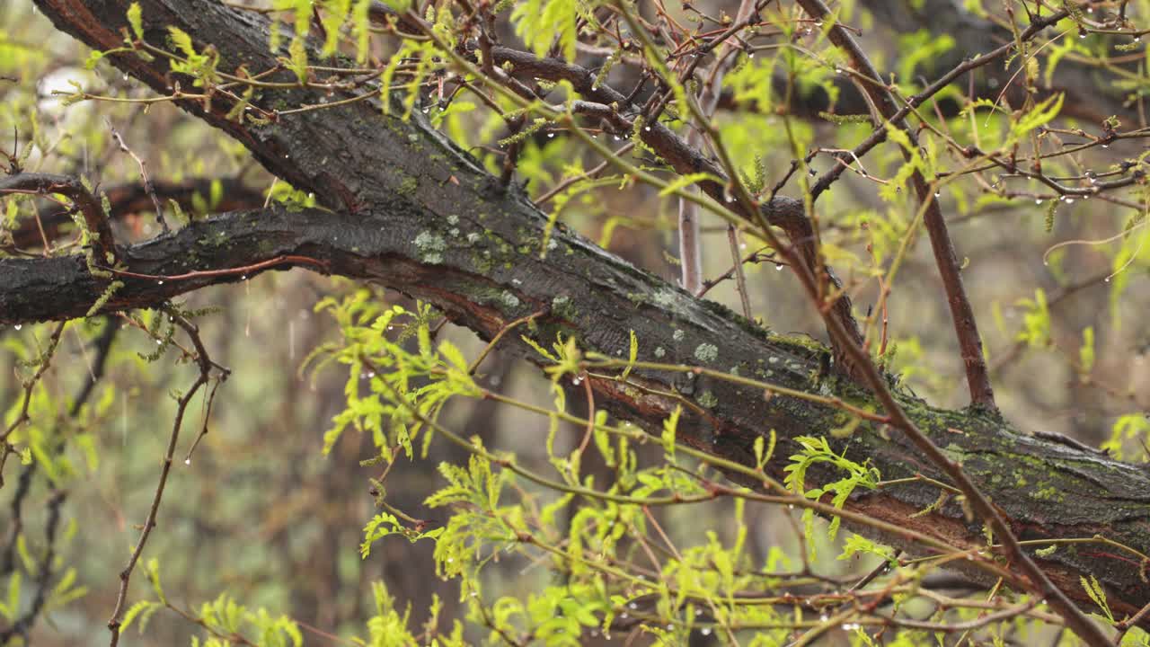 Raindrops cling to emerging leaves on trees during a Boulder County storm.