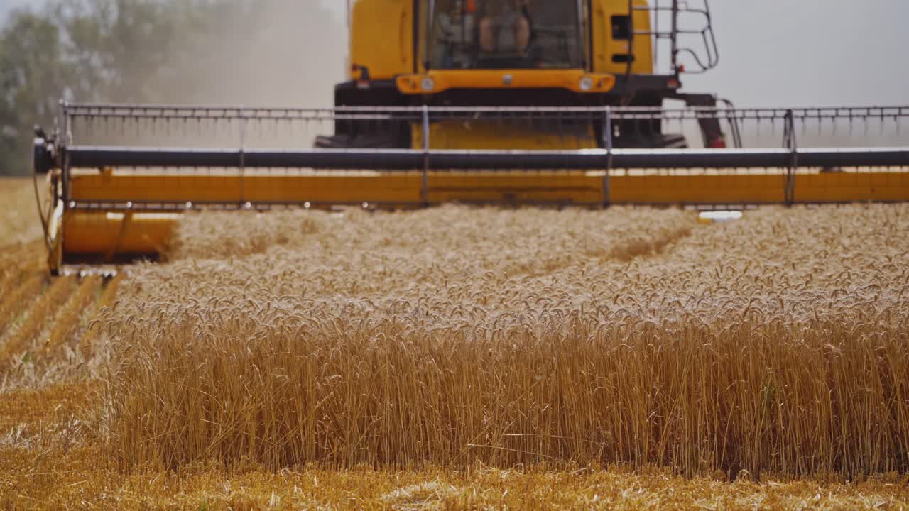 Combine Harvester Cutting Wheat. Harvester machine harvest wheat during work in field