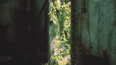 light streaming through an abandoned door revealing lush green plants