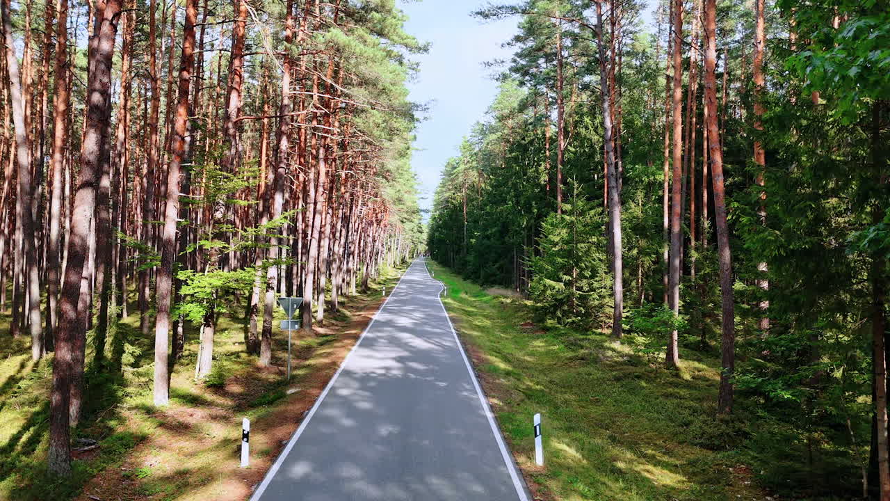Straight forest road under bright summer sun. A long narrow road runs through tall green pines in warm summer light