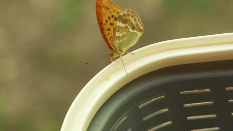 Close-up-of-a-beautiful-Orange-Silver-Washed-Fritillary-butterfly-flapping-wings-on-a-basket-in-4K-slow-motion