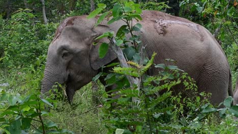 Los-Elefantes-Asiáticos-Son-Especies-En-Peligro-De-Extinción-Y-También-Son-Residentes-De-Tailandia