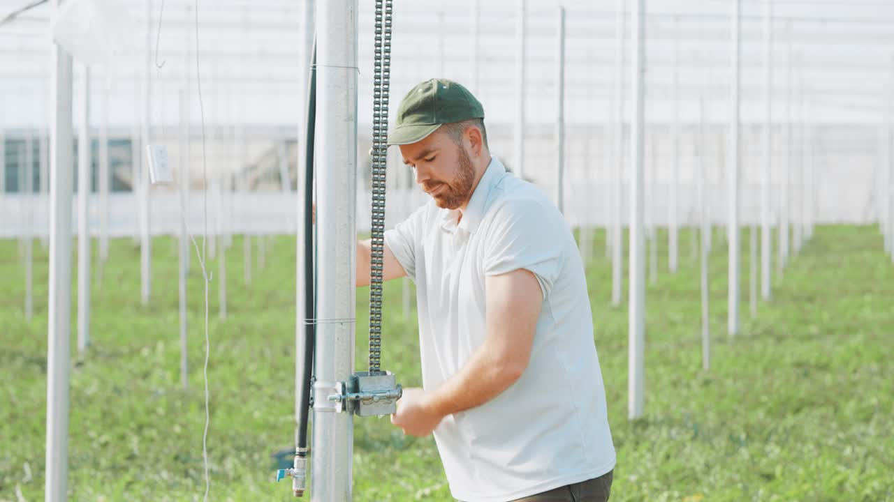 Farmer securing support string for watermelon plants in greenhouse