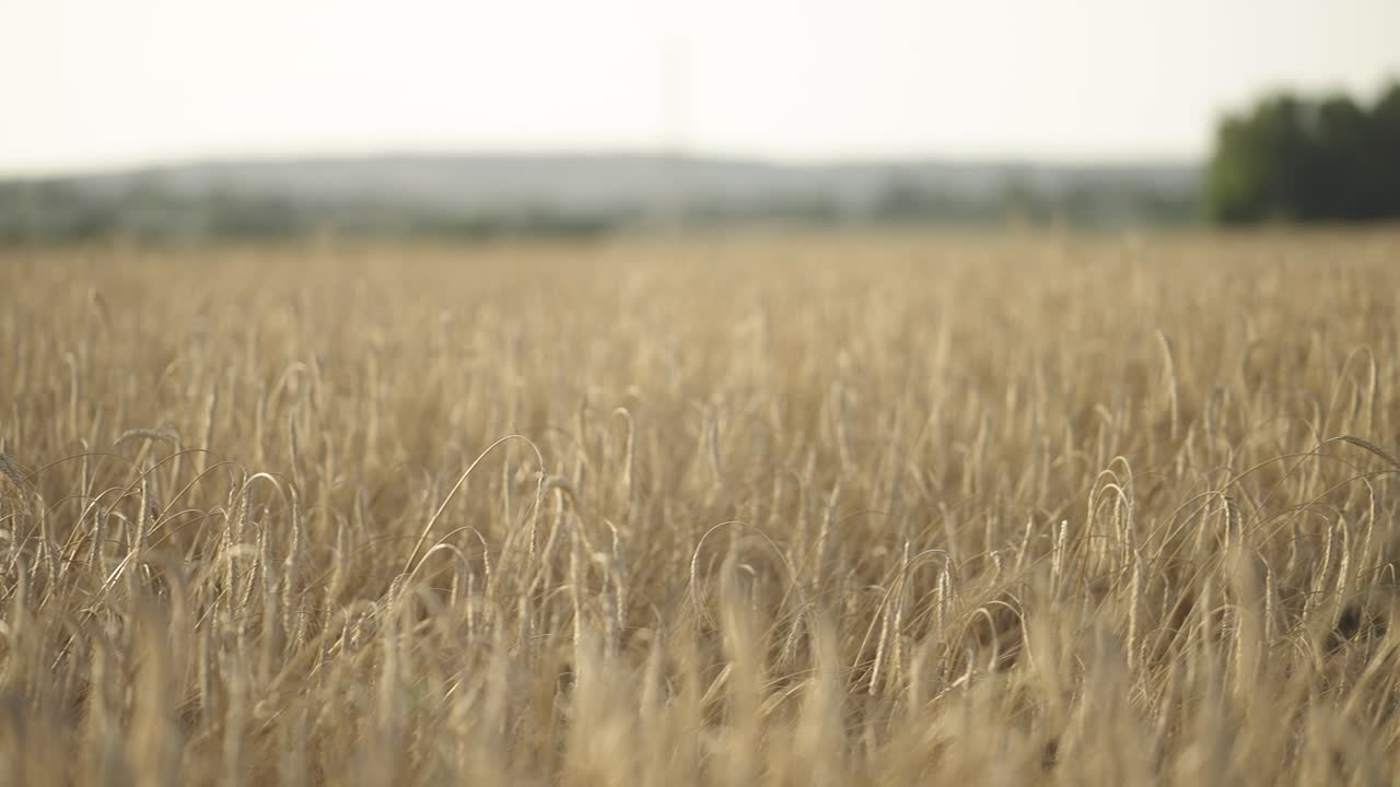 Golden Wheat Field Majesty Captured in Cinematic 4K