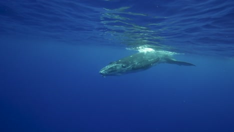 Young-humpback-whale-playing-in-clear-water-around-the-island-of-Tahiti,-south-Pacific,-French-Polynesia