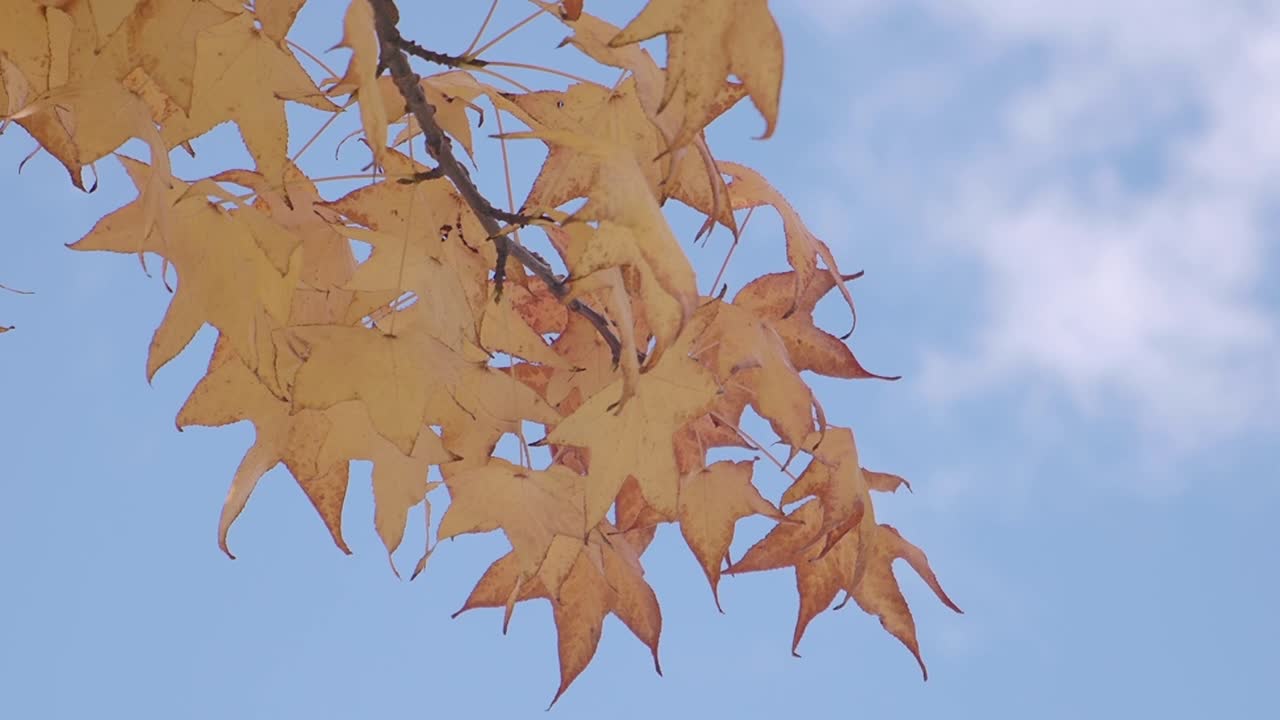푸른 하늘에 대 한 단풍