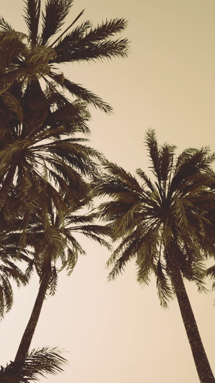 Towering palm trees rise gracefully