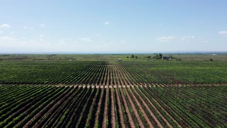 la región vitivinícola del valle de uco de mendoza, argentina