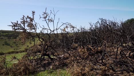 Burnt-heather-in-the-bleak-landscape-near-Sharp-Tor-in-Dartmoor,-Devon,-England