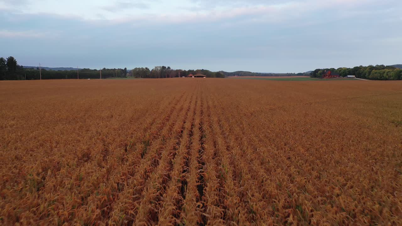 paisaje de campo dorado al amanecer o al atardecer