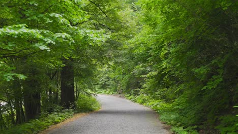 road between trees in the forest.