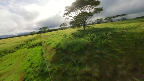 eagle eye view of horses in green fields with a beautiful scenery