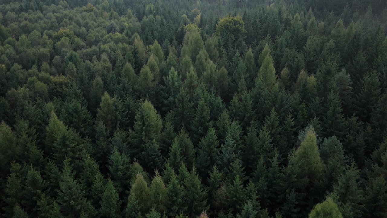 Dense green forests of mixed woody species from a drone bird's eye view. Czech nature in autumn